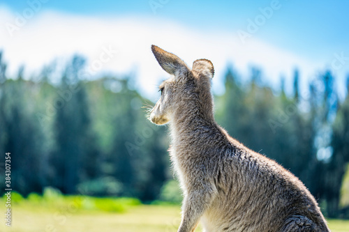 Kangaroo in country Australia - these marsupials are a symbol of Autralian tourism and natural wildlife  the iconic kangaroos.