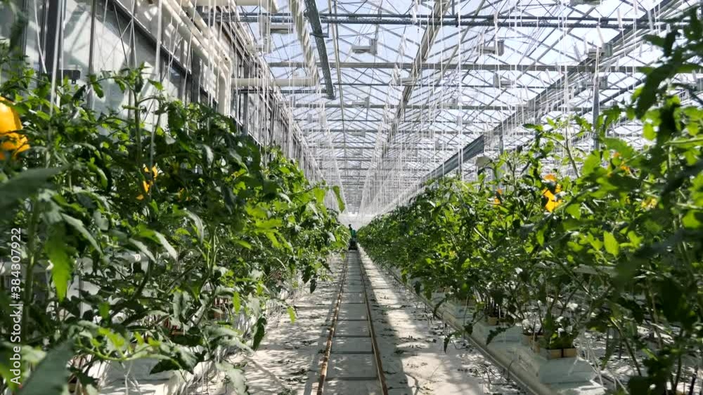 White Big Greenhouse with Vegetable. Rows of Plant Cultivated Inside a Large Greenhouse Building. Growing and Collect Goods for Commerce Sale. Cultivate and Selection Vegetables in Glasshouse Farmland White Big Greenhouse with Vegetable. Rows of Plant Cultivated Inside a Large Greenhouse Building. Growing and Collect Goods for Commerce Sale. Cultivate and Selection Vegetables in Glasshouse Farmland