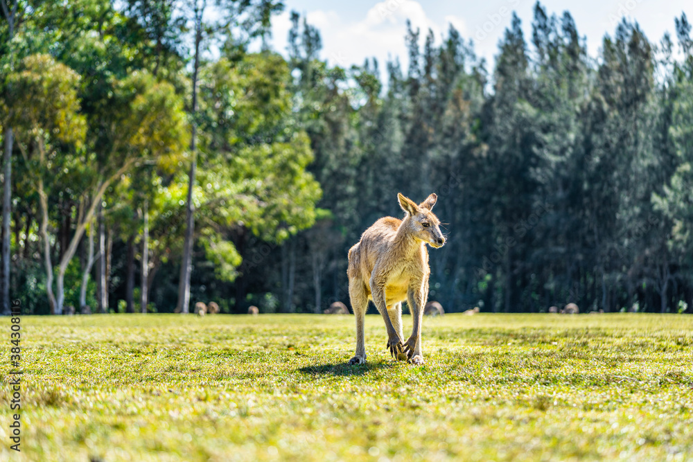 Kangaroo in country Australia - these marsupials are a symbol of ...