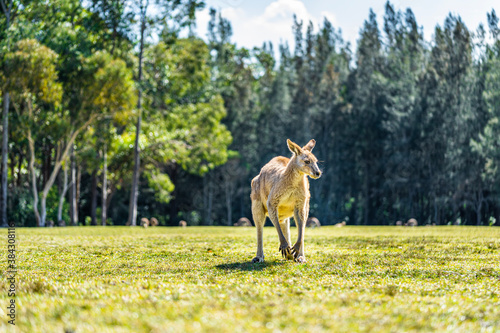 Kangaroo in country Australia - these marsupials are a symbol of Autralian tourism and natural wildlife  the iconic kangaroos.