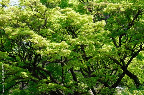 大本山妙蓮寺の緑