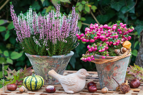 pink Torfmyrte und Heidekraut in Terracotta-Töpfen im Herbstgarten photo