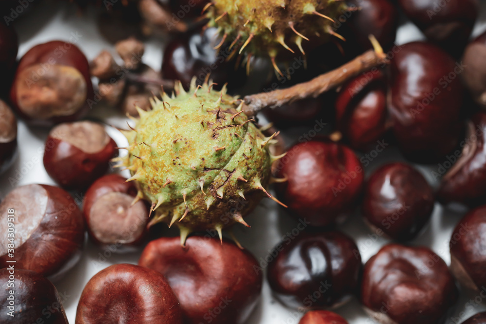 Shallow depth of field (selective focus) image with details of chestnuts from an European Horse Chestnut (Aesculus hippocastanum). Shallow depth of field (selective focus) image with details of chestnuts from an European Horse Chestnut (Aesculus hippocastanum).