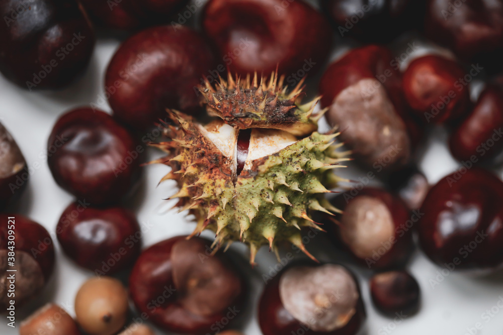 Shallow depth of field (selective focus) image with details of chestnuts from an European Horse Chestnut (Aesculus hippocastanum). Shallow depth of field (selective focus) image with details of chestnuts from an European Horse Chestnut (Aesculus hippocastanum).