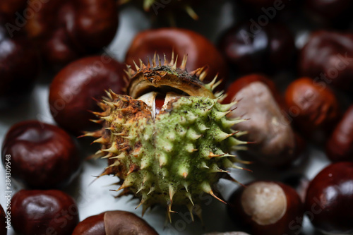 Shallow depth of field (selective focus) image with details of chestnuts from an European Horse Chestnut (Aesculus hippocastanum).