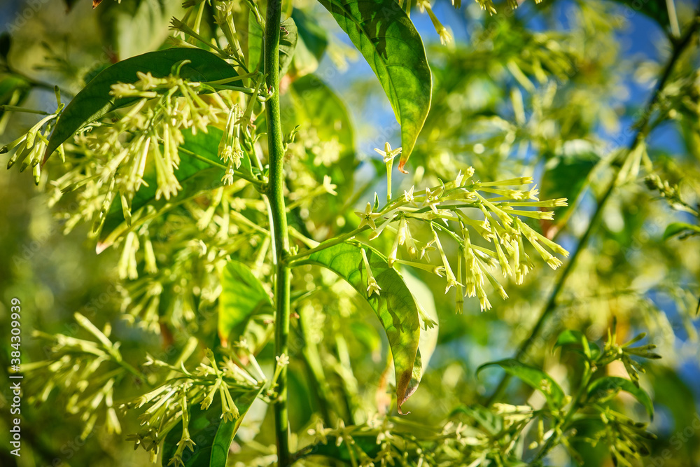 Flor de la Dama de Noche Flor de la Dama de Noche