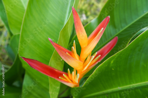 Photo of the bird of paradise flowers or strelitzia in the garden in Chiang Rai, Thailand