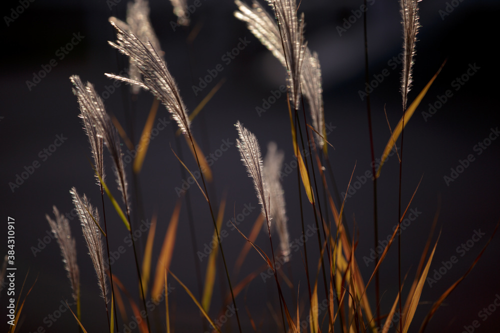 Fototapeta premium Flowering spikelets of Miscanthus sinensis. Dry autumn grasses with spikelets of beige color close-up. Solar illumination, contour light. Natural background. Selective focus.