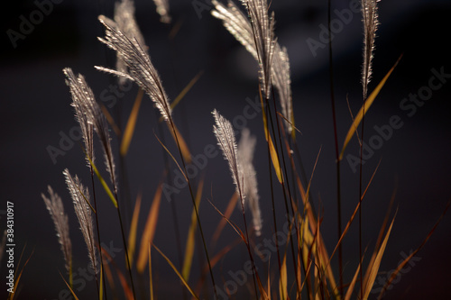 Flowering spikelets of Miscanthus sinensis. Dry autumn grasses with spikelets of beige color close-up. Solar illumination  contour light. Natural background. Selective focus.