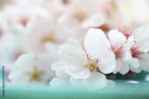 瑠璃色の和皿と桜の花