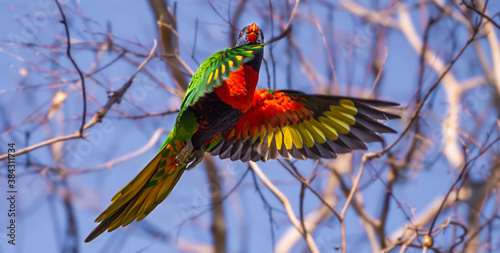 Fotografi a rainbow lorikeet in flight