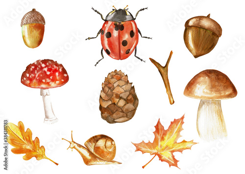 Set of watercolor hand drawn objects isolated on white background for pattern, invitation, postcard, textile, fabric. Acorn, lady bug, mushroom, pinecone, slug, leaf, stick photo