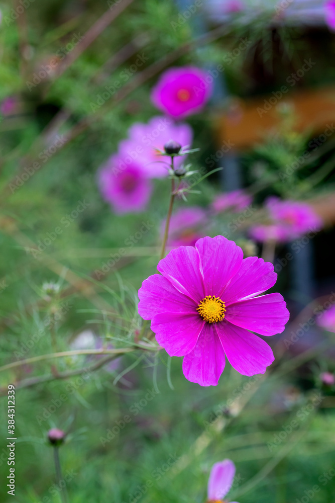 Cosmos flower blossom on a blurry background Cosmos flower blossom on a blurry background
