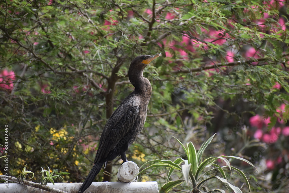 Naklejka premium Pajaro
