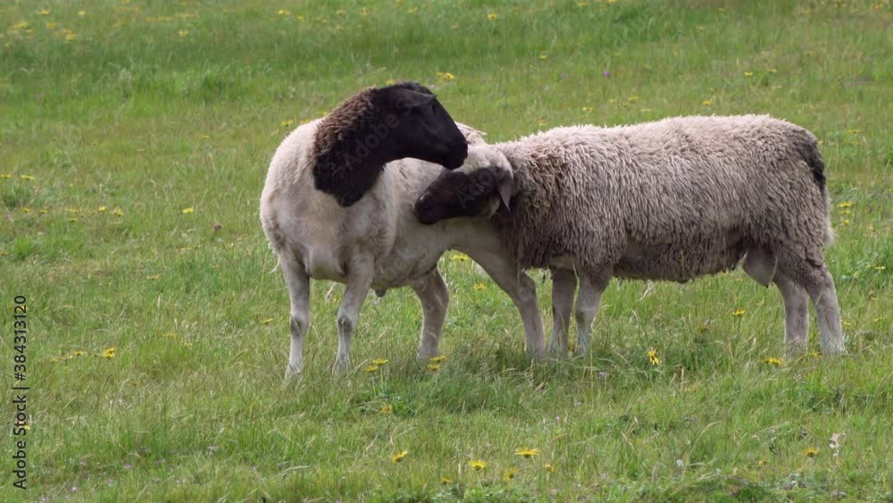 Two black headed sheep graze in grass of green paddock studded with Australian wildflowers. Animals affectionate to each other Two black headed sheep graze in grass of green paddock studded with Australian wildflowers. Animals affectionate to each other