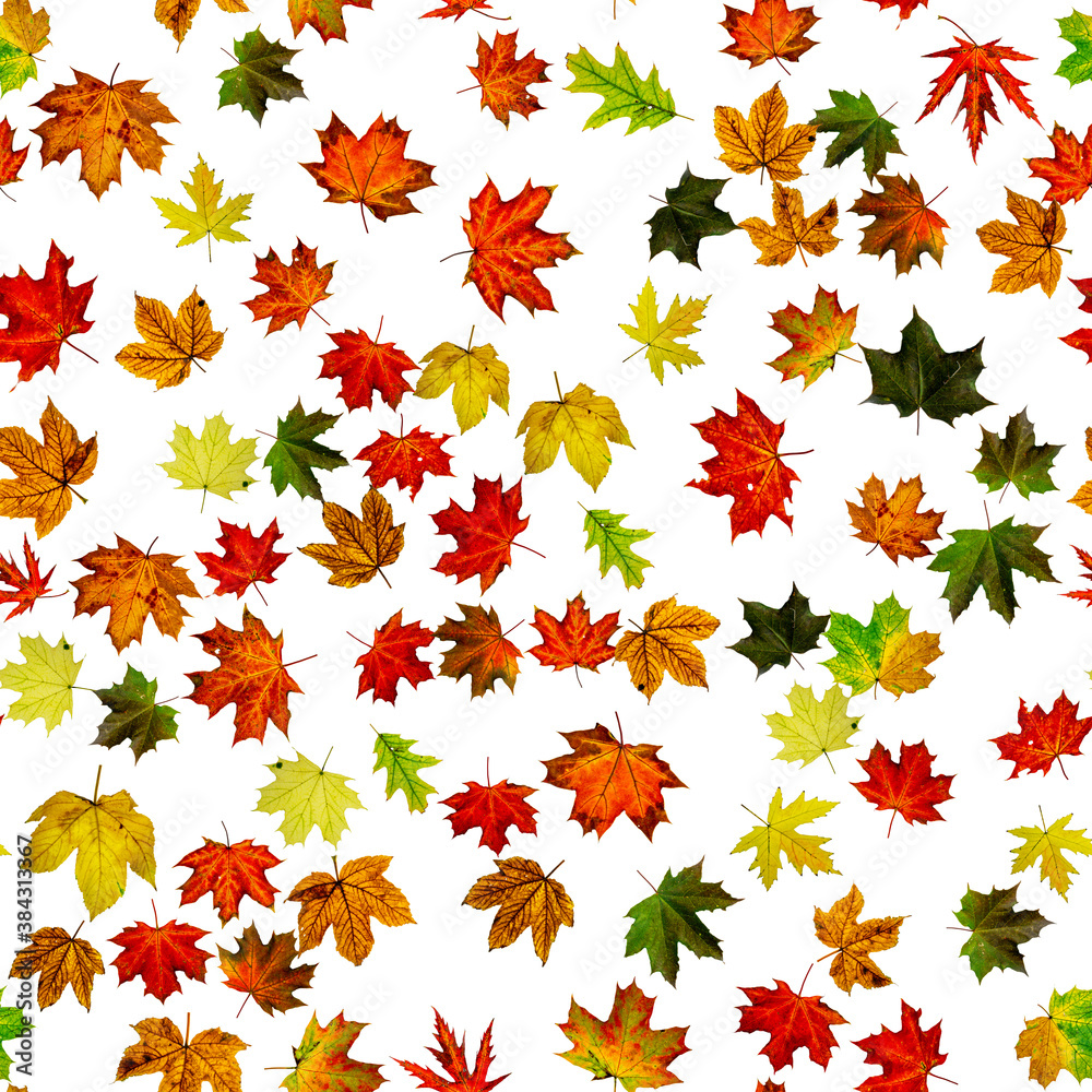 Seamless texture. Colorful maple foliage. Season leaves fall background. Autumn yellow red, orange leaf isolated on white. Seamless texture. Colorful maple foliage. Season leaves fall background. Autumn yellow red, orange leaf isolated on white.