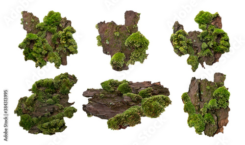 Set of Moss or Mosses on a pine bark, Green moss on a tree bark isolated on white background, with clipping path