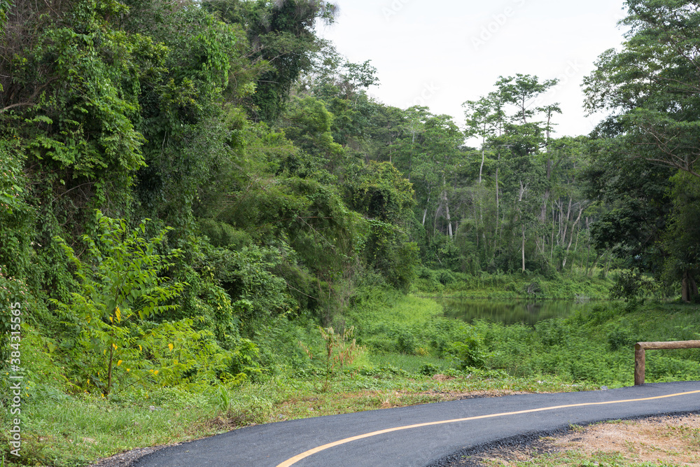 road in the forest at Namtok Samlan National Park in Saraburi Thailand