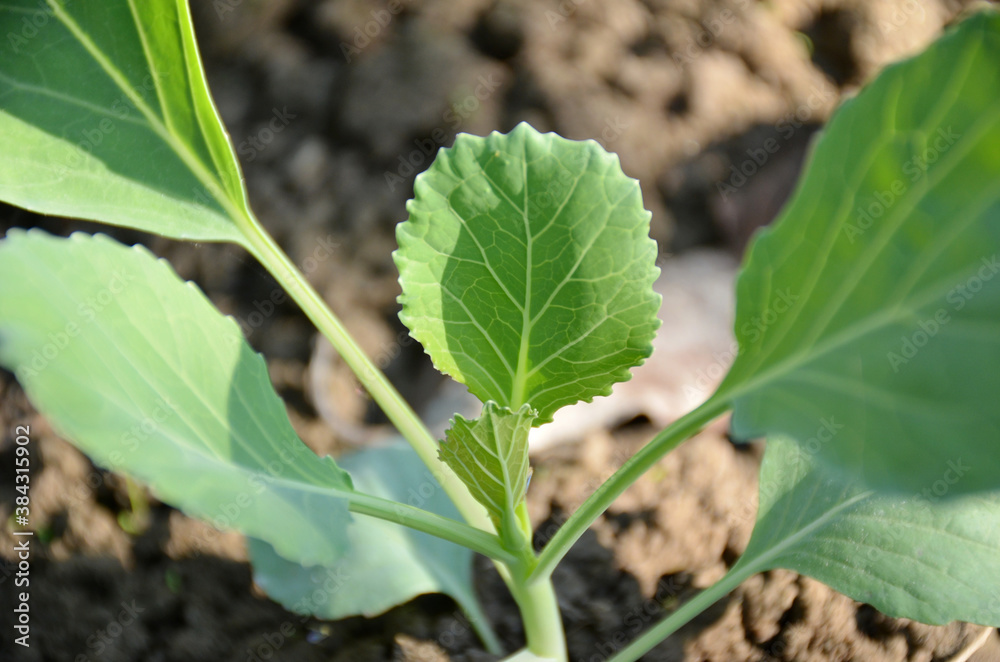 bunch the small ripe green cabbage plant seedlings in the garden. bunch the small ripe green cabbage plant seedlings in the garden.