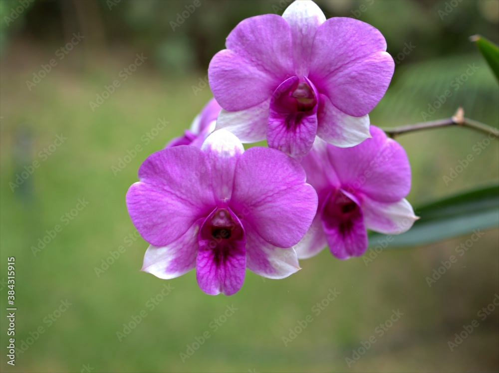 Closeup macro petals purple cooktown orchid ,Dendrobium bigibbum orchid flower plants and soft focus on sweet pink blurred background, sweet color for card design Closeup macro petals purple cooktown orchid ,Dendrobium bigibbum orchid flower plants and soft focus on sweet pink blurred background, sweet color for card design