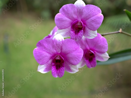 Closeup macro petals purple cooktown orchid  Dendrobium bigibbum orchid flower plants and soft focus on sweet pink blurred background  sweet color for card design