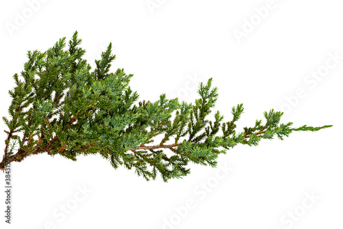 Juniperus horizontalis leaves or Creeping juniper leaves isolated on white background, with clipping path