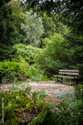  exploring the forest near me