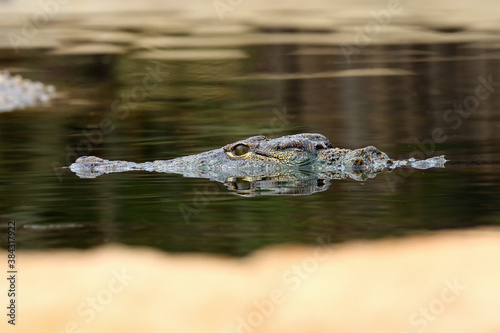 The Nile crocodile (Crocodylus niloticus) portrait of the animal on the surface.Portrait of a crocodile from eye to eye.