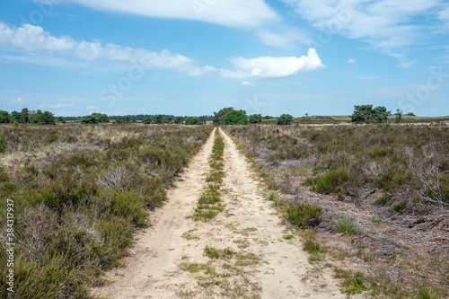 Path on the heath in Elspeet in the Netherlands.