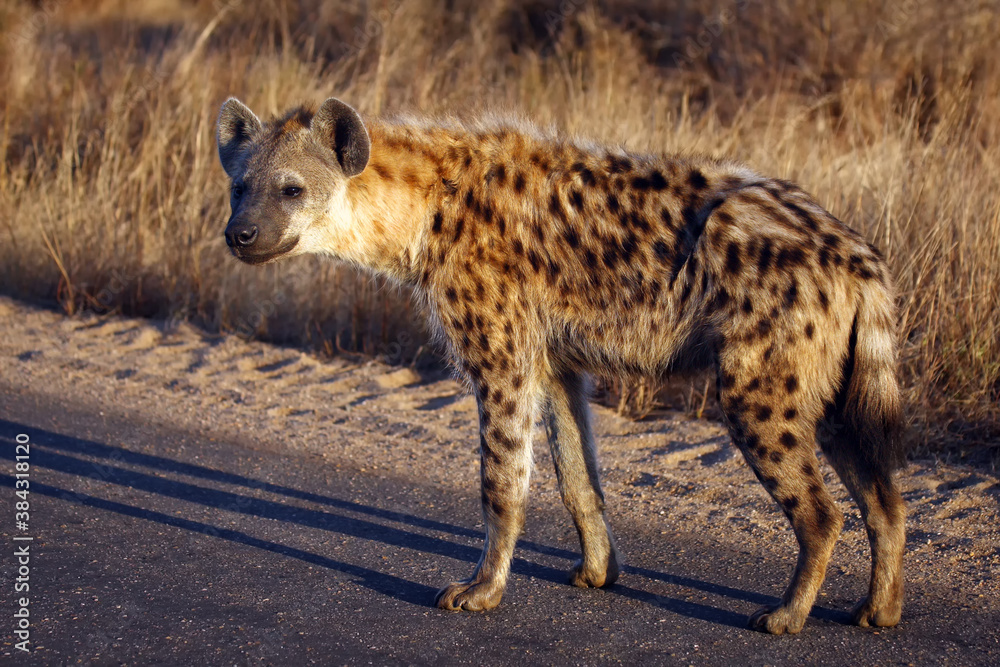 The spotted hyena (Crocuta crocuta), also known as the laughing hyena standing on the road in national park The spotted hyena (Crocuta crocuta), also known as the laughing hyena standing on the road in national park
