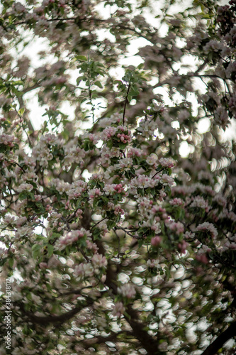 blooming wild apple tree in spring