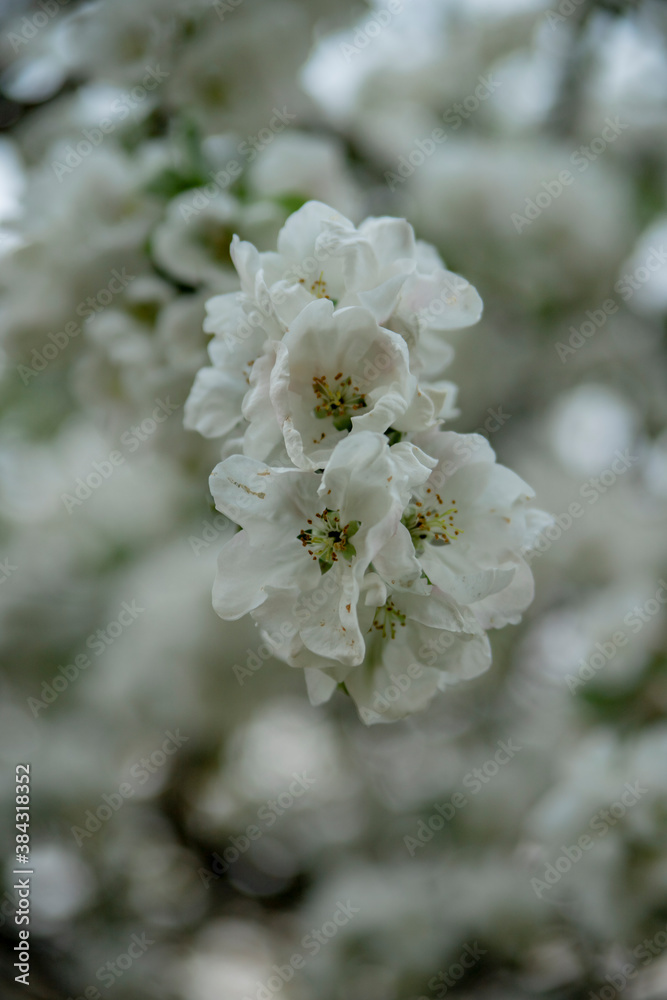 blooming apple tree in spring in the garden blooming apple tree in spring in the garden