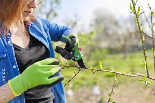 Spring gardening, woman gardener in gloves with pruner, forming peach tree