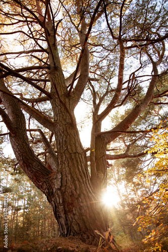 Forest - autumn colours and scenery in woodland