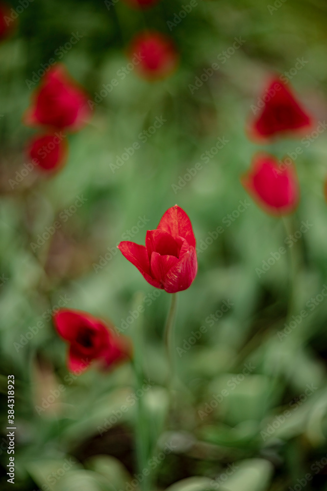 red blooming tulips in spring in the garden red blooming tulips in spring in the garden