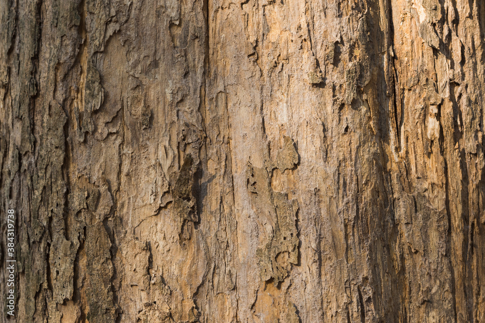 Teak tree bark texture fine quality wood Teak tree bark texture fine quality wood