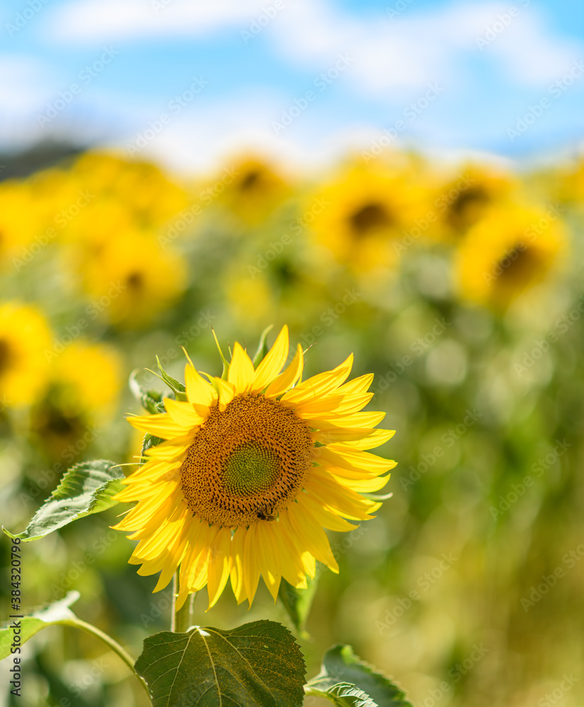 sunflowers in the field with shallow depth of focus on one sunflowers in the field with shallow depth of focus on one