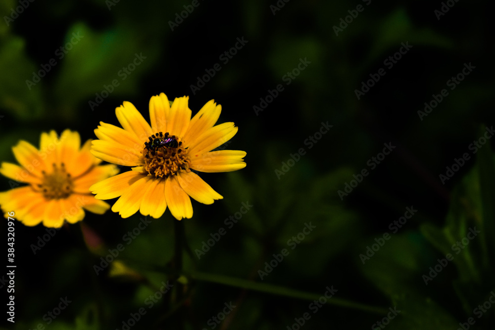 Singapore daisy flower in focus with green leaves all around it. Yellow flowers Singapore daisy flower in focus with green leaves all around it. Yellow flowers