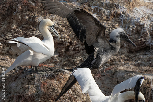 Northern gannet with spreadout wings landing near his mate in a breeding colony at cliffs of Helgoland island, Germany