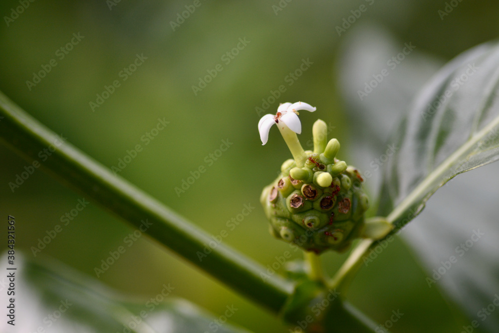 Great morinda, Tahitian noni, Indian mulberry, Beach mulberry Great morinda, Tahitian noni, Indian mulberry, Beach mulberry