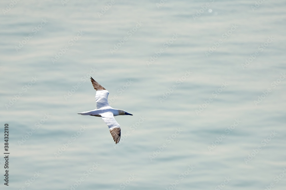 A single white and yellow gannet flies through the sky, blue, gray sea in background