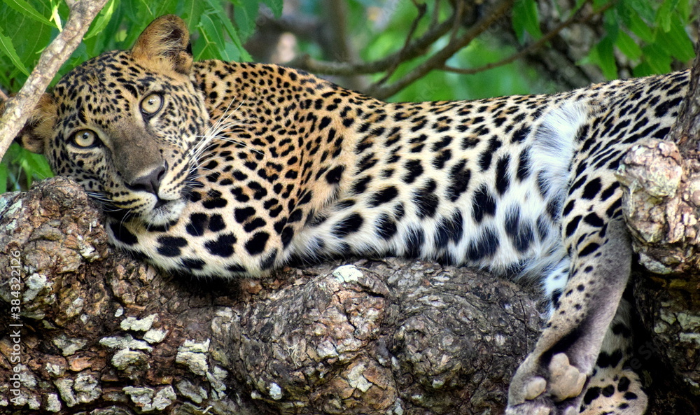 leopard on a tree