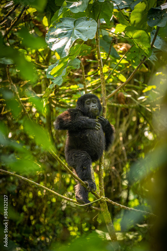 Portrait of a baby mountain gorilla (Gorilla beringei beringei), Bwindi Impenetrable Forest National Park, Uganda.	
 photo