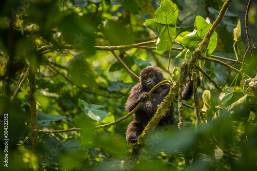 Fotografia Portrait of a baby mountain gorilla (Gorilla beringei beringei), Bwindi Impenetrable Forest National Park, Uganda