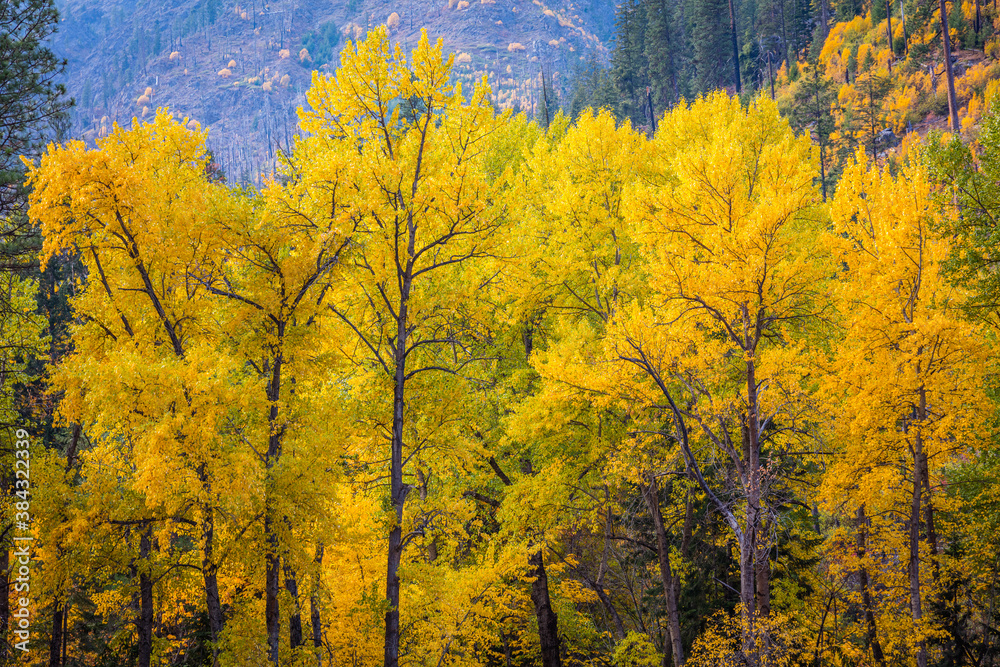 Fototapeta premium Autumn on Wenatchee River near Leavenworth, Late October