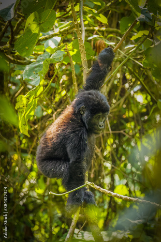 Portrait of a baby mountain gorilla (Gorilla beringei beringei), Bwindi Impenetrable Forest National Park, Uganda.	