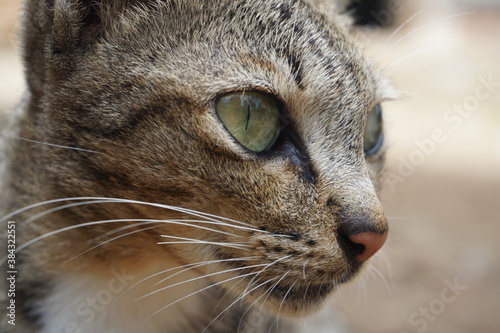 portrait of a cat