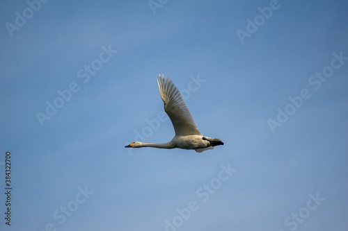 白鳥の飛翔！