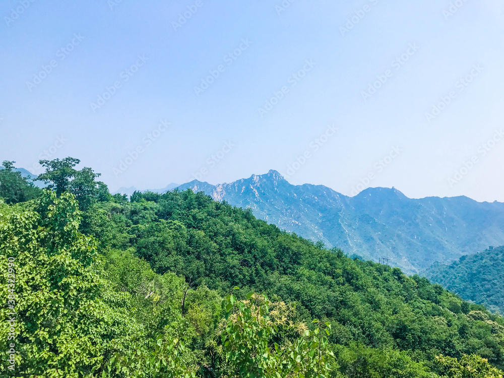 forest in the mountains