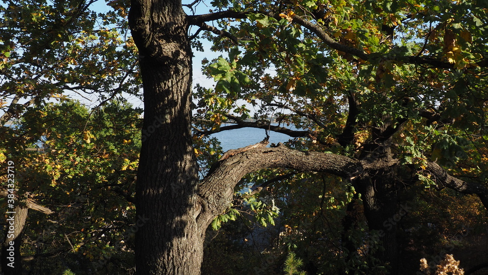 Fototapeta premium tree in the forest